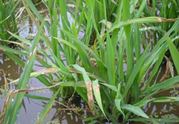 水稻葉子用行星式球磨機(jī)能否研磨成功|助力紹興文理學(xué)院